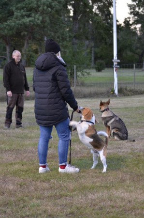 Hundkurs - Hundägarutbildning